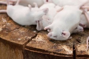 SANITARNA INSPEKCIJA JOŠ NEMA ODGOVOR: Što je uzrok pomora miševa u Matuljima?