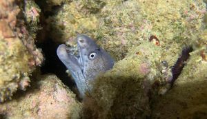 Stalna populacija murina u Istri potvrđuje klimatske promjene