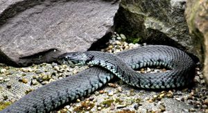 I ONE SE VOLE SUNČATI: Prvi topliji dani probudili i zmije. Vlasnici kućnih ljubimaca, pripazite!