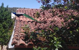 Paun napravio show na Visu