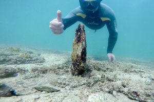 ODLIČNA VIJEST Pronađene Ulika i Nela – još dvije plemenite periske koje su preživjele u divljini na području Istre