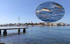 VIDEO Dupini u Zadru došli na 20 m od terase kafića: “Ljudi ostali u čudu”