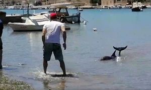 PLEMENITA GESTA Dupin se nasukao u plićaku, dvojica Velolučana mu spasili život