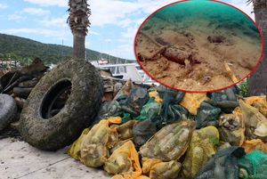 EKO AKCIJA POLJUD Ispod palme otpad iz mora raste