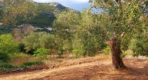 VIDEO Prizor starog maslinika vratio nas je na Mediteran kakav je nekad bio