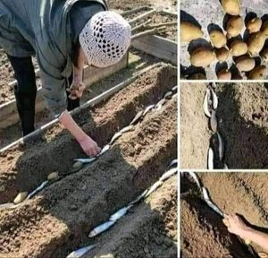 VRTLARSKE MUDROLIJE Zašto je uz krumpir dobro posaditi i – srdelu?