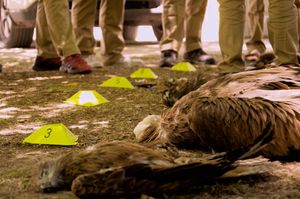 WILDLIFE CRIME ACADEMY Hrvatski forenzičari obučeni za rješavanje zločina protiv divljih životinja