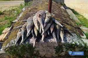 Poljak iz mora iščupao 26 ljuštura plemenitih periski!