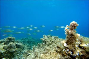 Zasićenost morske vode vapnencem, vrlo je važno svojstvo Jadranskog mora