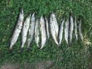 Zahuktao se izlov invazivnih vrsta ribe u NP „Krka“