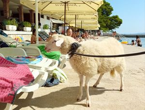Na rapskoj plaži prošetali janjca – živog, naravno!