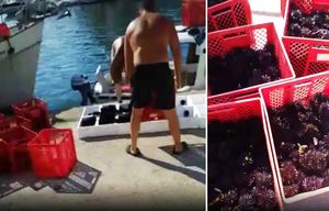 Oko Paga vade ogromne količine ježeva i prodaju skupim restoranima – Evo što kažu zakoni…