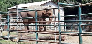 USAMLJENA I TUŽNA DAMA Hoće li Titova slonica Lanka s Brijuna, put utočišta u Francusku?