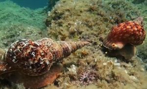 VIDEO: TRITONOVA TRUBA Strogo zaštićen i rijedak morski puž u svom prirodnom okruženju