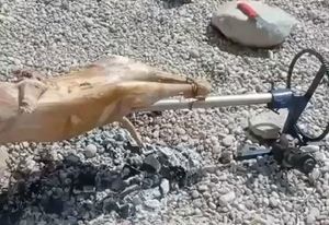 UVIJEK MOŽE LUĐE Kruži snimka pečenja janjca na ražnju – i to na plaži!