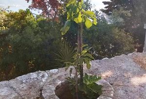 Smokva s Korčule postala zvijezda: “Čuo sam za Vladimira Nazora ali za Video Nazora nisam”