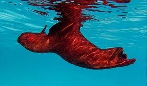 FOTO U moru kod Vele Luke snimljena neobična, ali bezopasna i jako korisna životinja