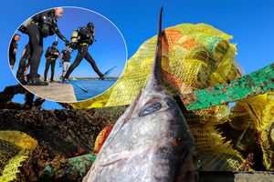 OČIŠĆENO PODMORJE KOD VIRA Izvađene stotine limenki, boca i guma, pa čak i sabljarkina glava