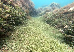 Jadranskim podmorjem širi se invazivna toksična alga