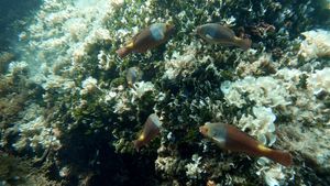 Čudnovate ribe u Jadranskom moru