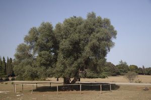 Brijunska stara maslina u utrci za stablo godine