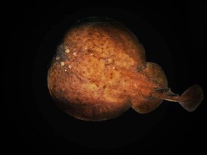 Hrvatska institucija postala europski koordinator za praćenje populacije drhtulja