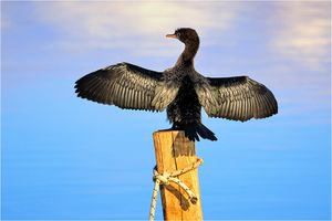 Može li promatranje ptica poboljšati naše mentalno zdravlje? Znanost kaže – Da!