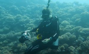 VIDEO Neobično prijateljstvo podvodne fotografkinje i ribe leptira