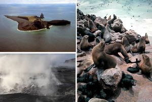 NIKOME NIJE JASNO ZAŠTO? Tuljani masovno naselili otok koji je vrh aktivnog vulkana