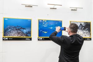 PLAVI SVIJET Fascinantna 10. izložba nagrađivanog podvodnog fotografa