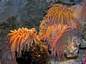 Španjolci uspješno uzgojili smeđu vlasulju: “Ima izvrsna farmaceutska svojstva i cijenjena je u gastronomiji”