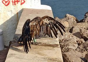 Spašen bjeloglavi sup kod lukobrana u luci Krk