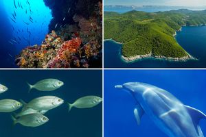 Biolog, istraživač i filmski snimatelj hrvatske prirode: “HTV bi mogao zarađivati i promovirati Hrvatsku, ali to ne želi”