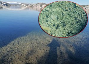 POMOR JEŽEVA KOD ŠIBENSKOG MOSTA Stručnjak: “Ne vjerujem da se radi o zagađenju”