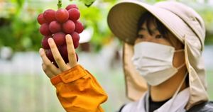 VIDEO Najskuplje grožđe na svijetu – Jedan grozd postigao cijenu od 12 tisuća kuna