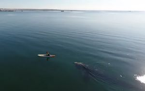 VIDEO Prekrasan prizor koji ledi krv u žilama