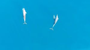 VIDEO Snimili neobičnu interakciju majke dupina i njezinog mladunčeta