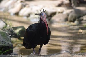 PONOVNO U HRVATSKOJ – Ćelavi ibis ovaj put svratio do Paklenice