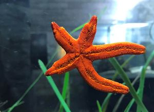 CRVENA ZVJEZDAČA Znate li da u slučaju ozljede, ova jadranska vrsta može regenerirati sve krakove?