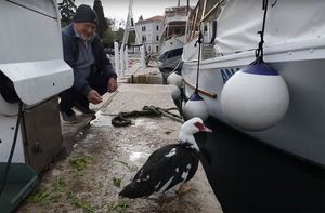 Neobičan stanovnik pulske rive