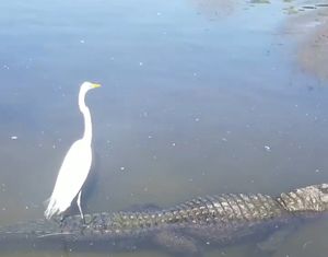 VIDEO Lukav potez ili hrabra ludost? Procijenite sami