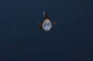 VIDEO Snimili rijetko viđenu ribu prozirne glave koja živi na granici potpunog mraka