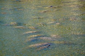 TUŽNA SUDBINA Masovni pomor morskih krava – Tko je kriv?