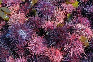 U posljednjih 5 godina populacija morskih ježeva porasla za 10 000%!