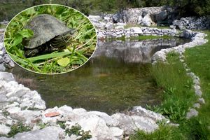 Lokve u Majkovima proglašene prvim herpetološkim rezervatom u Hrvatskoj