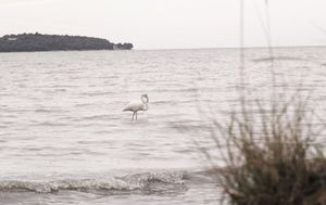 Egzotična ptica jarkih boja ponovno u Hrvatskoj – Ovaj put viđena u Istri