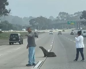 OPREZ, MORSKA ŽIVOTINJA NA CESTI! Morski lav zalutao na autocestu, kilometrima daleko od obale