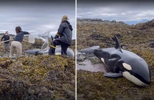 VIDEO Orka zaglavila među stijenama, a ovi ljudi su mu odmah priskočili u pomoć