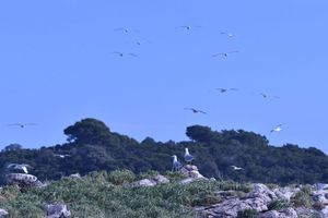 Treći put na Mljetu provedeno međunarodno zimsko prebrojavanje ptica vodarica