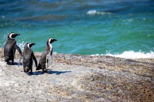 VIDEO Snimili scenu koja će otopiti i najhladnije srce